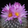 Thelocactus_macdowellii